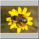 Dasypoda hirtipes - Hosenbiene w56a 12mm - Halen Waldgebiet TUEP det.jpg